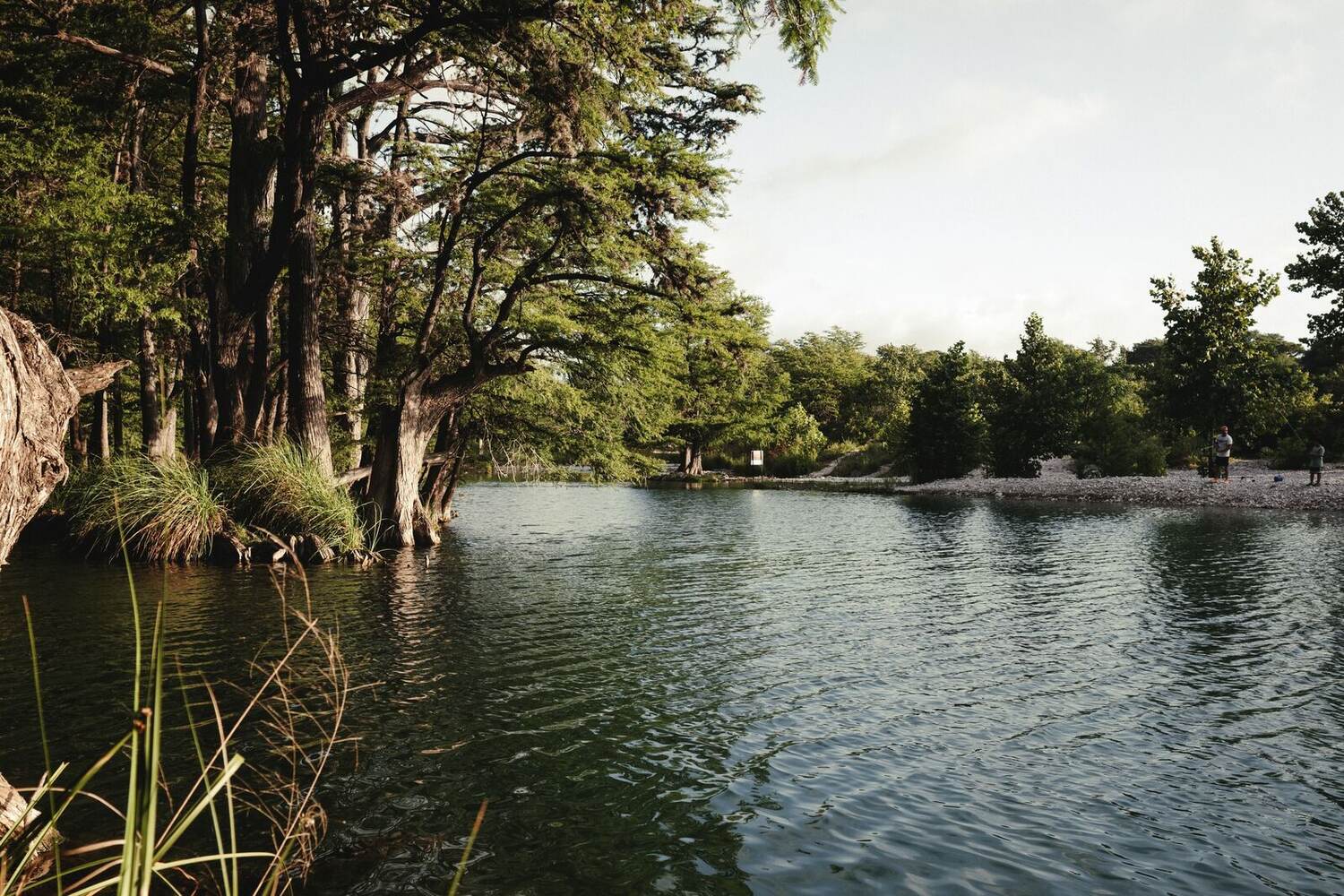 Clear green river beside a gravel bank under cypress trees