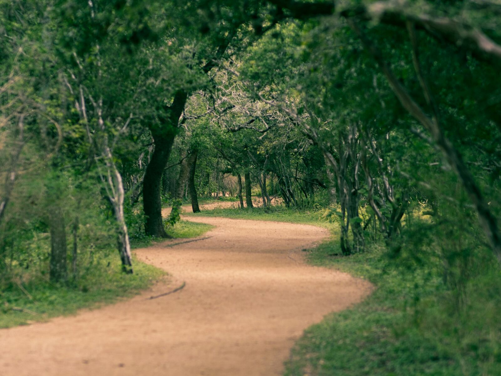 Oak-lined walking trail winding through a greenway